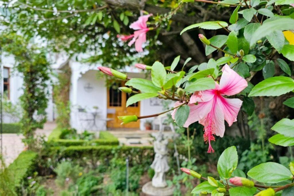 Grey Rabbit Cottage Montagu Extérieur photo